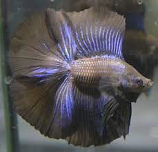 Have you ever owned a betta this big. Live Betta Fish Huge Fins Rare Super Black Metallic Doubletail Male Betta Fish Betta Betta Fish Tank