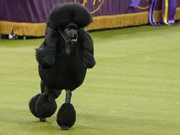 I was living for many years in an area that had lots of foxtail grass and long poodle hair my advice is, if you get a poodle, be sure to be ready to have the dog groomed several times before you try it yourself. Siba The Standard Poodle Wins Westminster Dog Show Lifestyle Photos Gulf News