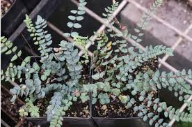 Image result for Pellaea