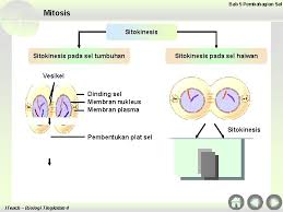 Koleksi soalan dan latihan biologi tingkatan 4 + jawapan. Chapter 5 Cell Division 5 1 Mitosis Iteach