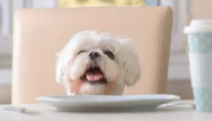 One that can reflect you, your dog, or something else entirely! 15 Valentine S Day Dog Treat Recipes Puppy Leaks