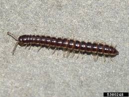 The Curious Case Of Harmless Millipedes Gathering In Homes Uf Ifas Pest Alert