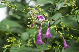 Image result for Strobilanthes hamiltoniana