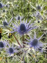 Eryngium Meaning Austerity Independence Sea Holly Flower Names Big Blue