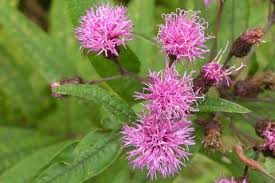Image result for Vernonia natalensis