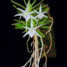 Image result for Angraecum moandense