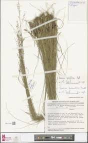 Image result for Panicum phragmitoides