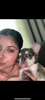 Lost French bulldog in Forney, TX