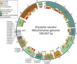 Dusting sulfur, elemental sulfur in powdered form, is a common fungicide for grapes, strawberry, many vegetables and several other crops. The Mitochondrial Genome Of The Grape Powdery Mildew Pathogen Erysiphe Necator Is Intron Rich And Exhibits A Distinct Gene Organization Scientific Reports