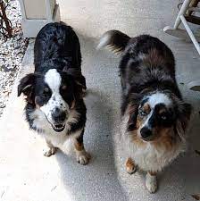 Australian shepherd for sale florida. Australian Shepherd Breeders Florida