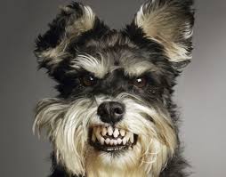 Картинки по запросу злюсь