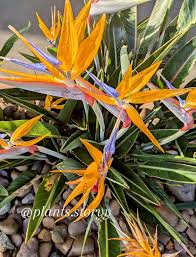 Image result for Strelitziaceae