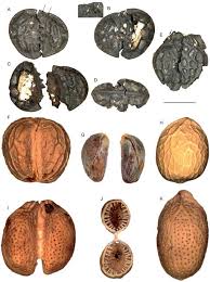 Image result for Icacinaceae