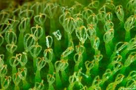 Mitchell is one of four species that are members of the salvinia auriculata s. Seinet Portal Network Salvinia Molesta
