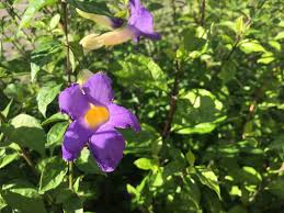 Image result for Thunbergia erecta