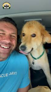 Highlighting one of my favorite adoptable dogs, Lavender! She's looking for  a nice, quiet home, let's make it happen! 💚