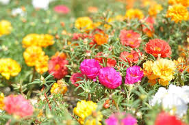 11,296 likes · 59 talking about this. Porchulaca Flower Pots Jade Plants Plants