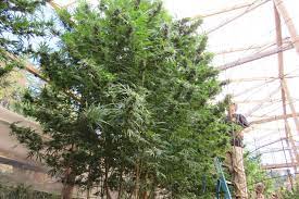 Weed tree free brushes licensed under creative commons, open source, and more! Think You Have The Biggest Cannabis Tree Show Us Leafly