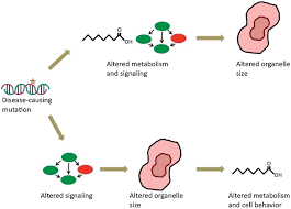 Maybe you would like to learn more about one of these? Organelle Size Control Systems From Cell Geometry To Organelle Directed Medicine Marshall 2012 Bioessays Wiley Online Library