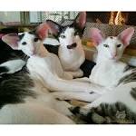 Oriental Shorthair Breeders - Welcome to TICA