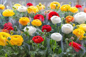 Buttercup Flower Meaning Flower Meaning