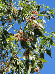 Image result for Brachychiton