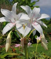 Image result for Crinum paludosum