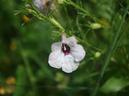 Image result for Sopubia