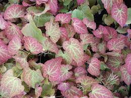 They bear large, thistle like flowers on tall stems in late summer and autumn. Great Foliage Plants For Ground Cover Rare Plant Fair