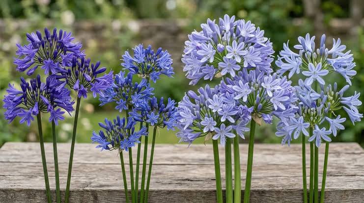 Evergreen versus deciduous agapanthus and which type suits your garden