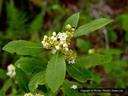 These are poisonous plants, so be wary of planting them where children or pets can get at them. Florida Native Trees Shrubs Page 7 Of 11