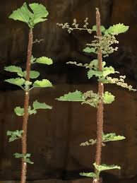 Image result for Obetia tenax