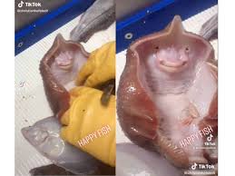 Seleb tik tok yang lagi viral link di deskripsi. Viral Video Ikan Pari Tersenyum Dan Kegelian Saat Digelitik Trending Now Line Today
