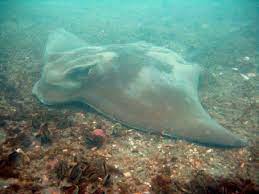 See more ideas about eagle ray, spotted eagle ray, eagle. 4 New Zealand Eagle Ray Myliobatis Tenuicaudatus With Perna Download Scientific Diagram