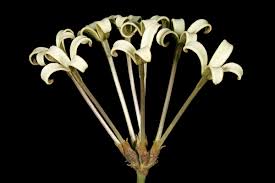 Image result for Kohautia caespitosa