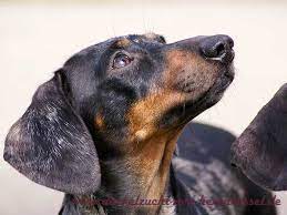 schwarztiger dackel dackel dackel hund schwarze tiger