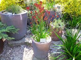 Your local nursery can begonia varieties will grow in all areas of australia. Best Australian Native Plants For Pots And Containers Gardening With Angus