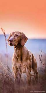 Pin By Hoang Thanh On Animals Hd Wallpaper Cute Cats And Dogs Dog Best Friend Dog Wallpaper