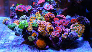 Saltwater aquarium store near me. Visiting The Wwc Boutique Reef Aquarium Shop Video Reef Builders The Reef And Saltwater Aquarium Blog