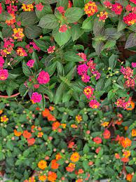 Lantana Lantana Spring Plants Showy Flowers