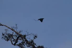 Papua New Guinea Blue Bird Of Paradise Pin On Hela Province