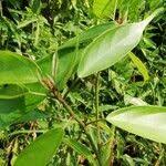 Image result for Caloncoba crepiniana