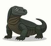 Dragón de komodo: Más de 1,962 ilustraciones y dibujos de stock con  licencia libres de regalías | Shutterstock