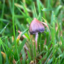 How to make the most of your magic mushroom trip. They Broke My Mental Shackles Could Magic Mushrooms Be The Answer To Depression Drugs The Guardian