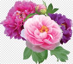 Colorful flower on dark tropical foliage from pernsanitfoto/shutterstock. Three Pink Purple And Dark Pink Rose Flowers Peony Peonies Flower Shop Peonies File Watercolor Painting Herbaceous Plant Flower Arranging Png Pngwing