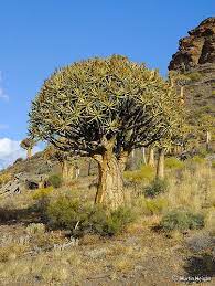 quiver trees from the northern cape tree forest northern cape africa