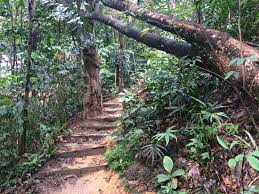 Hutan pendidikan bukit gasing is a nature reserve in. Small Park In Middle Of City Review Of Bukit Gasing Forest Reserve Kuala Lumpur Malaysia Tripadvisor