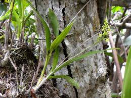 Image result for Polystachya bicarinata