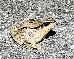 Image result for Phaulopsis sangana