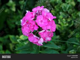 Garden and meadow phlox produce large panicles of fragrant flowers in a wide assortment of colors. Garden Phlox Phlox Image Photo Free Trial Bigstock